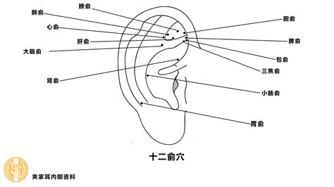 耳穴道|耳穴